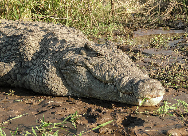 Nile crocodile waiting for its prey:  Kabbalah:likens it to Pharaoh