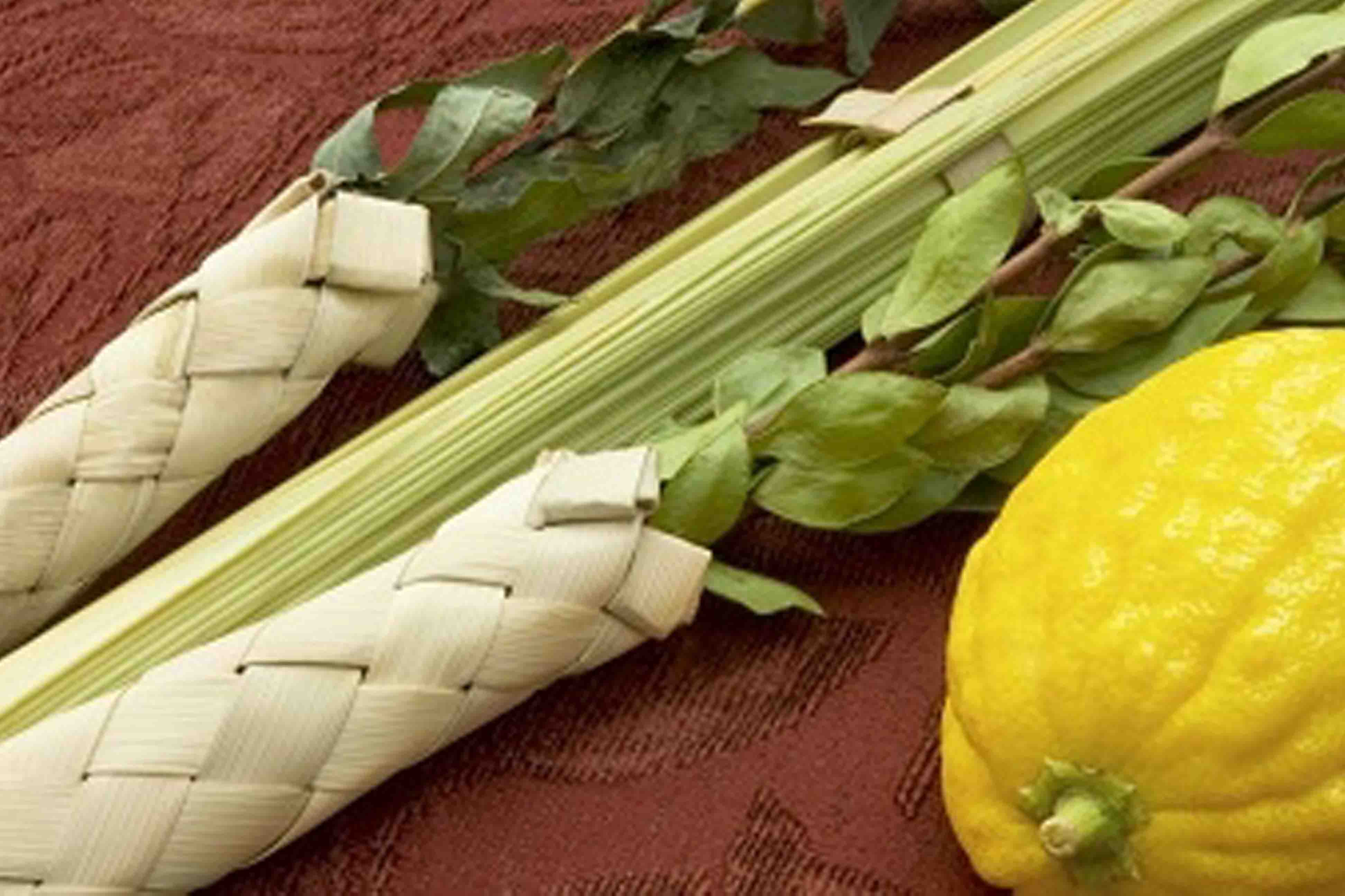 lulav and etrog bring blessing to the world through  the seven Sephirot. From the Zohar